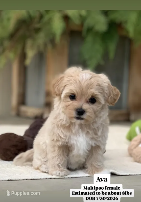 Ava – Maltipoo puppy for sale in Winton, CA