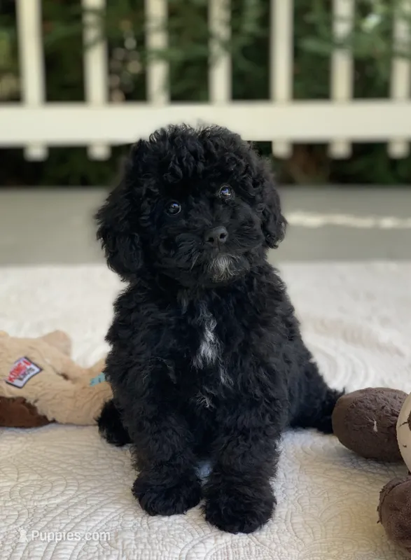 Benji – Miniature Goldendoodle puppy for sale in Winton, CA