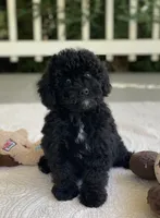 Benji, a male Miniature Goldendoodle for sale in Winton, CA – 1 of 2