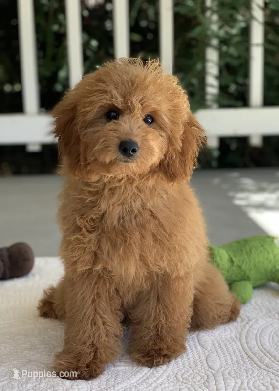 Luigi – Miniature Goldendoodle puppy for sale in Winton, CA