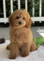 Luigi, a male Miniature Goldendoodle for sale in Winton, CA – 1 of 1