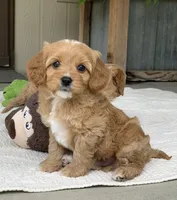 Ozzie, a male Cavapoo for sale in Winton, CA – 2 of 2