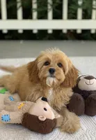 Ozzie, a male Cavapoo for sale in Winton, CA – 2 of 2