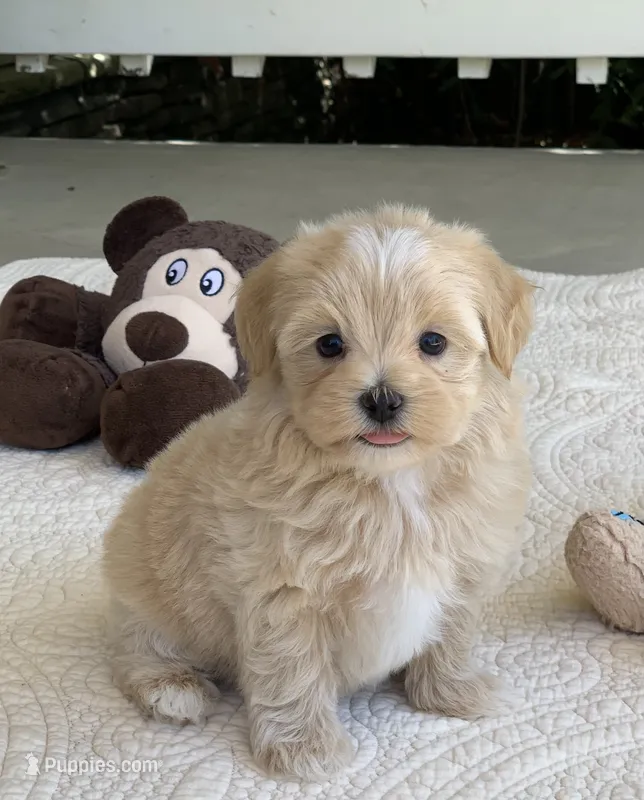 Aldo – Maltipoo puppy for sale in Winton, CA