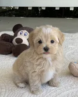 Aldo, a male Maltipoo for sale in Winton, CA – 1 of 1