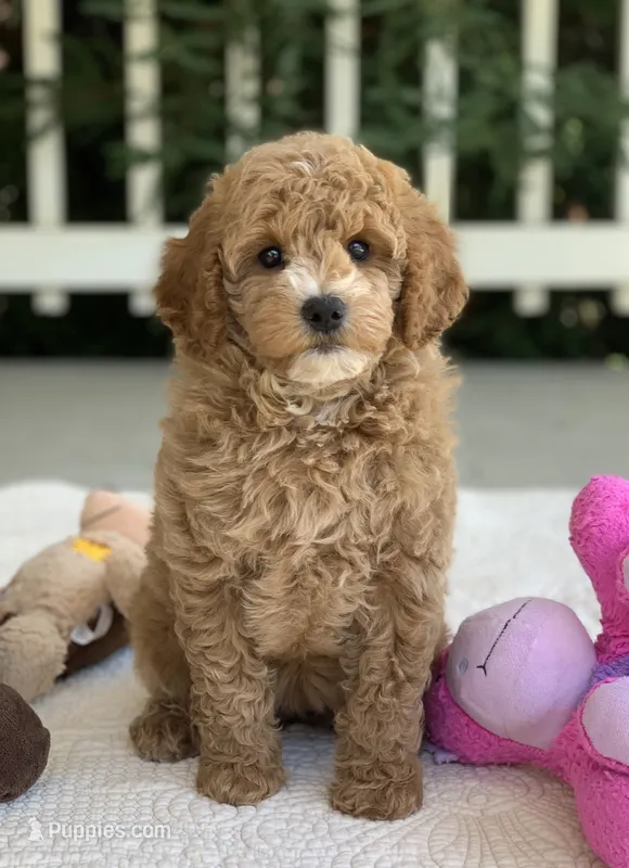 Echo – Miniature Goldendoodle puppy for sale in Winton, CA