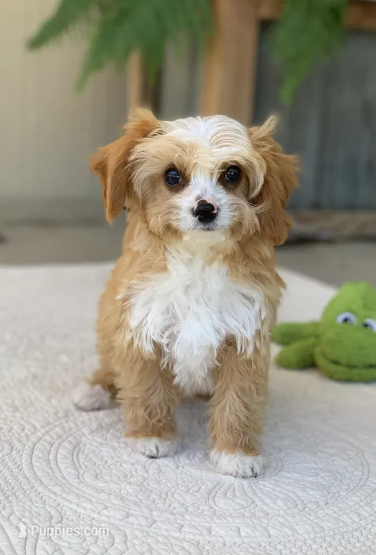 Finley – Cavapoo puppy for sale in Winton, CA