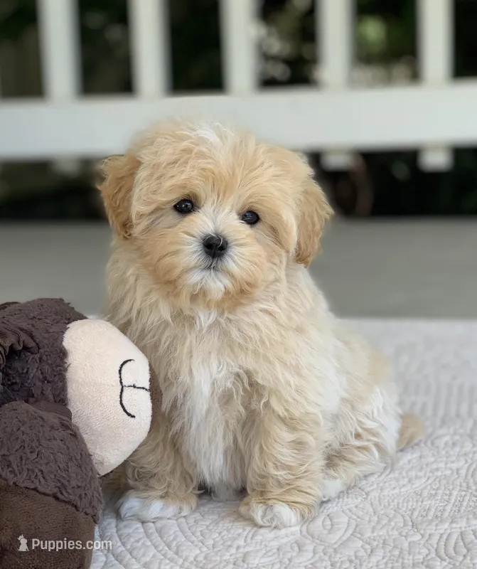 Enzo – Maltipoo puppy for sale in Winton, CA