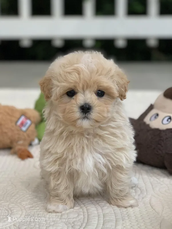 Enzo – Maltipoo puppy for sale in Winton, CA