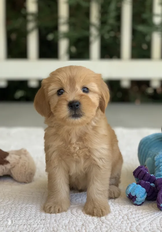 Tippi – Miniature Goldendoodle puppy for sale in Winton, CA