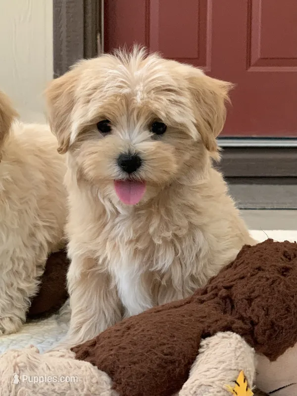 Aldo – Maltipoo puppy for sale in Winton, CA