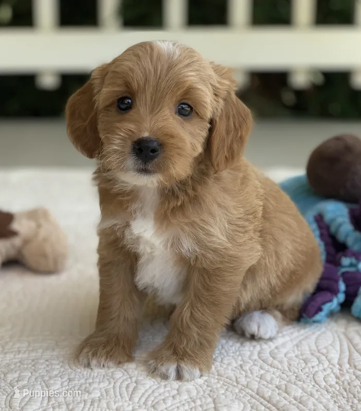 Taavi – Miniature Goldendoodle puppy for sale in Winton, CA
