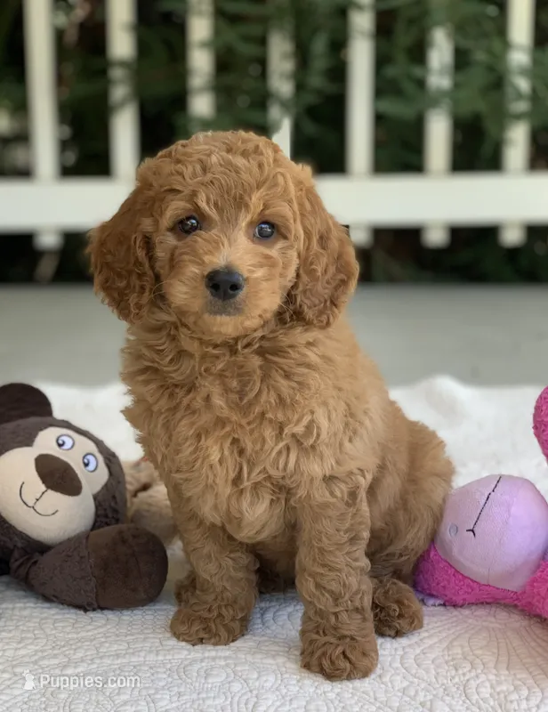 Emmi – Miniature Goldendoodle puppy for sale in Winton, CA