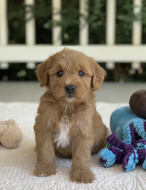 Taiya – Miniature Goldendoodle puppy for sale in Winton, CA