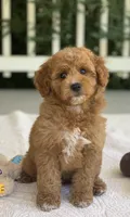 Peter, a male Miniature Goldendoodle for sale in Winton, CA – 1 of 1
