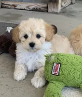 Loki, a male Maltipoo for sale in Winton, CA – Photo 2 of 2