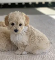 Loki, a male Maltipoo for sale in Winton, CA – Photo 1 of 2