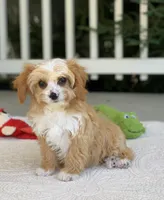 Finley, a male Cavapoo for sale in Winton, CA – 2 of 2