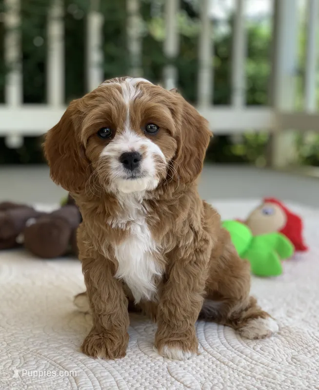 Oliver – Cavapoo puppy for sale in Winton, CA