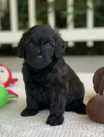 Bruno, a male Miniature Goldendoodle for sale in Winton, CA – 1 of 1