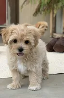 Ava, a female Maltipoo for sale in Winton, CA – 2 of 2