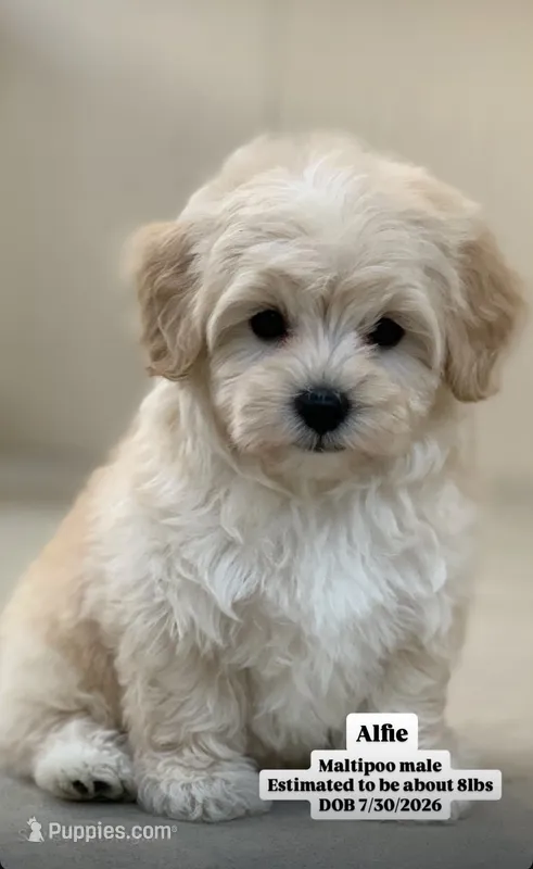Alfie – Maltipoo puppy for sale in Winton, CA