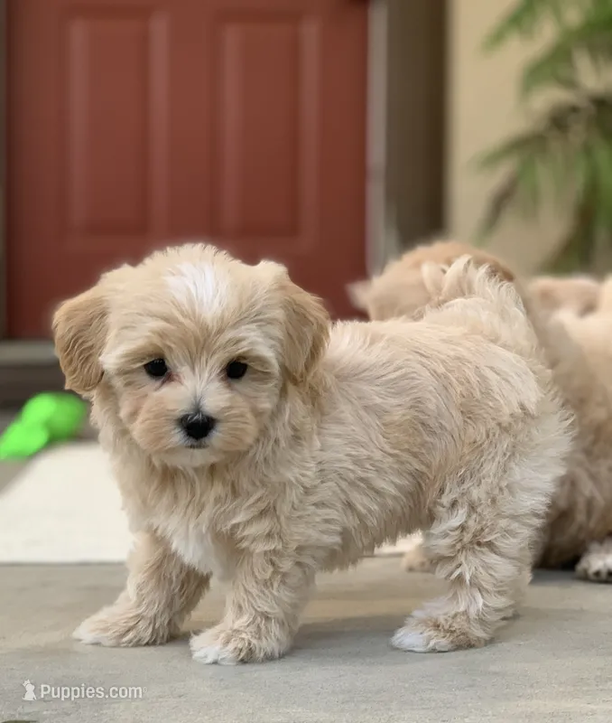 Aldo – Maltipoo puppy for sale in Winton, CA