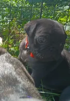 Bub , a male Pug for sale in Lexington, NC – 2 of 3