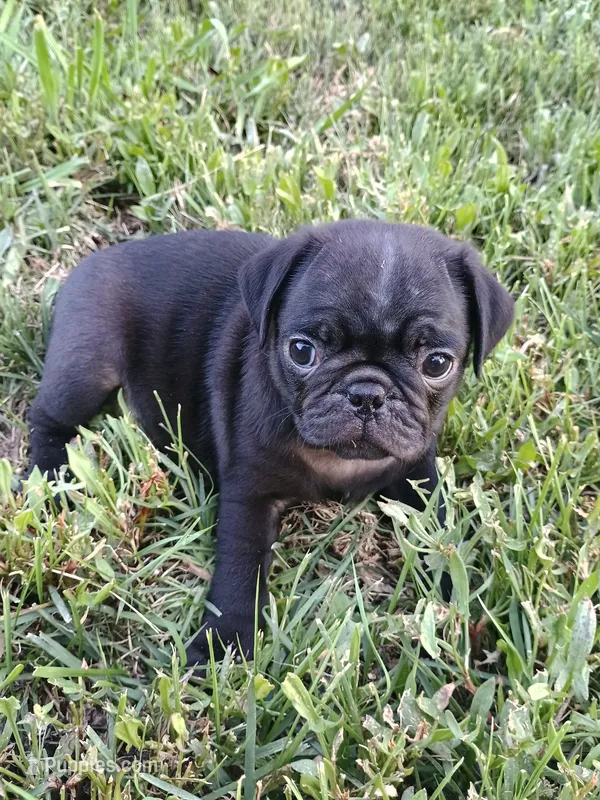 POP CKC – Pug puppy for sale in Lexington, NC