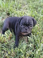 POPS CKC, a male Pug for sale in Lexington, NC – 1 of 5