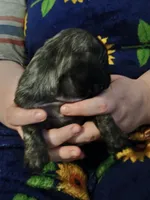 Billie CKC, a female Pug for sale in Lexington, NC – Photo 5 of 5