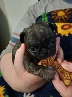 Billie CKC, a female Pug for sale in Lexington, NC – Photo 2 of 5