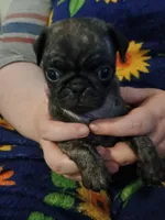 Billie CKC, a female Pug for sale in Lexington, NC – Photo 4 of 5