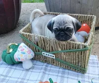 Ethan CKC, a male Pug for sale in Lexington, NC – 1 of 6