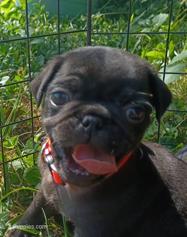 Bub  – Pug puppy for sale in Lexington, NC