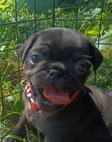 Bub , a male Pug for sale in Lexington, NC – 1 of 3