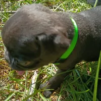 Christopher CKC, a male Pug for sale in Lexington, NC – 2 of 4