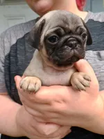 Bella CKC , a female Pug for sale in Lexington, NC – 2 of 4