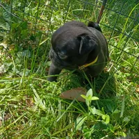 Christopher CKC, a male Pug for sale in Lexington, NC – 4 of 4