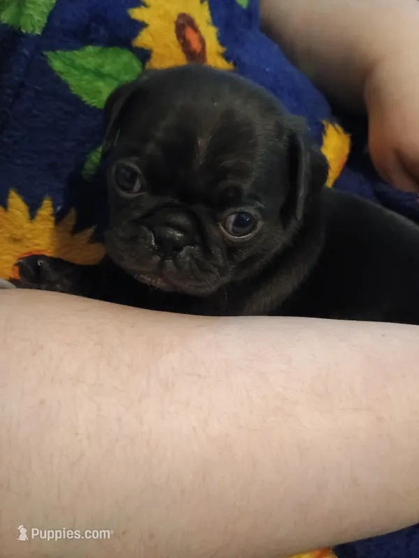 Simone CKC – Pug puppy for sale in Lexington, NC