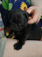 Simone CKC, a female Pug for sale in Lexington, NC – Photo 5 of 5