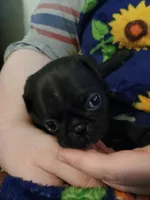 Simone CKC, a female Pug for sale in Lexington, NC – Photo 4 of 5