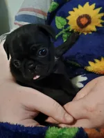 Simone CKC, a female Pug for sale in Lexington, NC – Photo 2 of 5