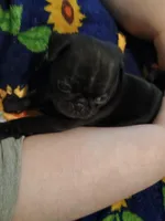 Simone CKC, a female Pug for sale in Lexington, NC – Photo 3 of 5