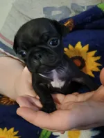 Ella CKC, a female Pug for sale in Lexington, NC – Photo 3 of 5