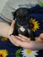 Ella CKC, a female Pug for sale in Lexington, NC – Photo 2 of 5