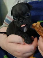 Ella CKC, a female Pug for sale in Lexington, NC – Photo 1 of 5