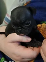 Ella CKC, a female Pug for sale in Lexington, NC – Photo 5 of 5