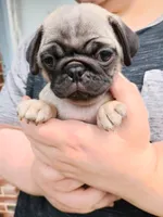 Bella CKC , a female Pug for sale in Lexington, NC – 1 of 4