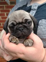 Todd, a male Pug for sale in Lexington, NC – 1 of 4